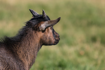 profil de chèvre © Olympixel