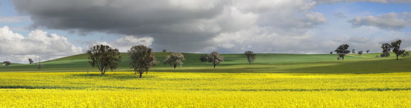 Fields Of Green And Gold