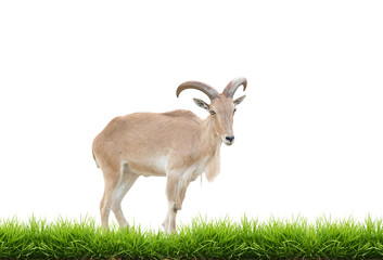 female Barbary sheep with green grass isolated