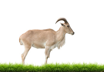 Naklejka na ściany i meble female Barbary sheep with green grass isolated