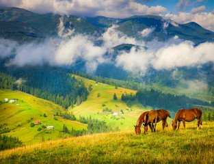 Amazing mountain landscape with fog and horses