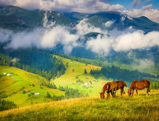 Poster Amazing mountain landscape with fog and horses © seqoya