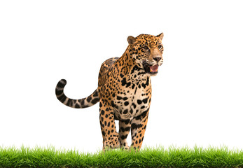 Naklejka premium jaguar ( panthera onca ) with green grass isolated