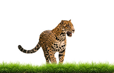 jaguar ( panthera onca ) with green grass isolated