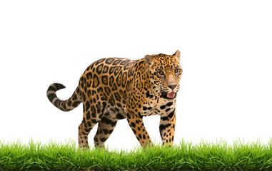 Naklejka premium jaguar (panthera onca) z zieloną trawą na białym tle