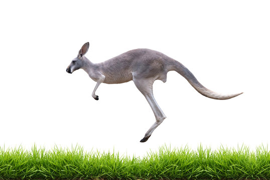 grey kangaroo jump on green grass isolated