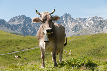 Fototapeta na wymiar Vache laitière suisse sur fond de montagne avec sa cloche