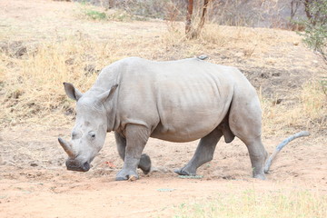 Obraz premium White Rhinoceros