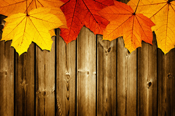 Naklejka na ściany i meble wooden background with autumn maple leaves