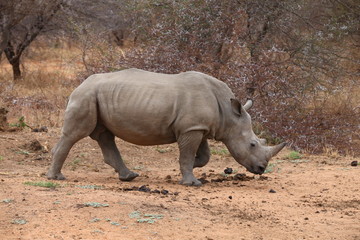 Fototapeta premium White Rhinoceros
