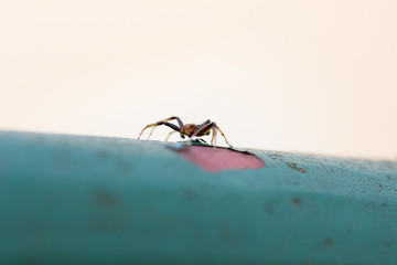 Spinne