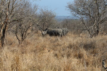 Obraz na płótnie Canvas White Rhinoceros