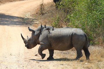 Obraz premium White Rhinoceros