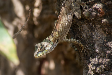 An lizard on cut tree.