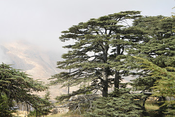 Obraz premium Cedar Forest of Lebanon