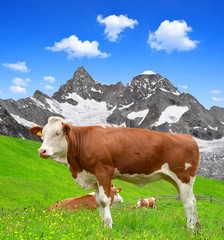 Fototapeta na wymiar Cow on the meadow in the Swiss Alps