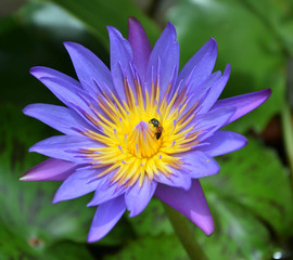 Single violet lotus and little bee