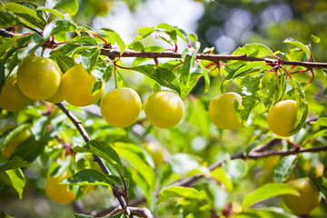 Ripe yellow plum tree branches