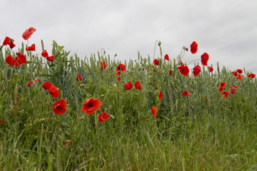 Naklejka premium poppy field