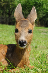 Young european roe deer (Capreolus capreolus)