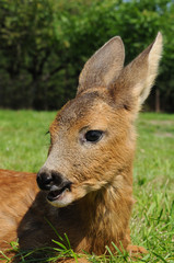 Young european roe deer (Capreolus capreolus)