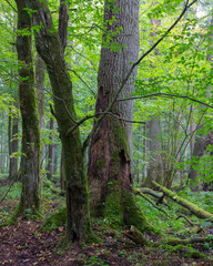 Group of old trees in summertime stand
