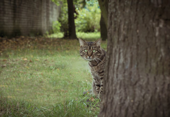 Fototapeta na wymiar green-eyed cat peeking behind the tree