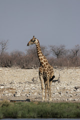 Giraffe (Giraffa camelopardis) am Wasserloch