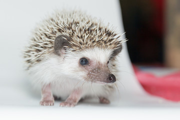 Atelerix albiventris, African pygmy hedgehog. © fotoparus