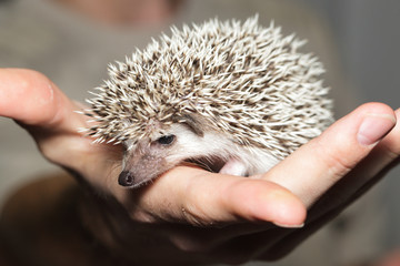 Atelerix albiventris, African pygmy hedgehog. © fotoparus