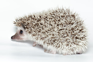 Atelerix albiventris, African pygmy hedgehog.