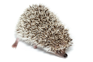 Atelerix albiventris, African pygmy hedgehog.