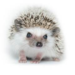 Atelerix albiventris, African pygmy hedgehog. © fotoparus