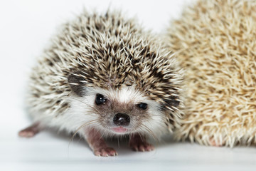 Atelerix albiventris, African pygmy hedgehog.