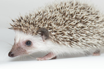 Atelerix albiventris, African pygmy hedgehog.