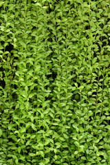 plant wall, green background.