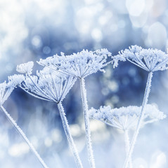 frozen plants
