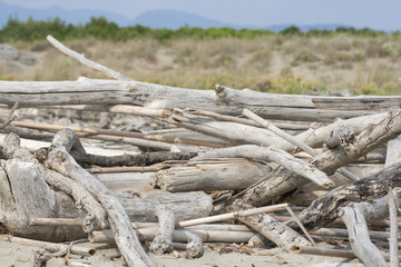 fragments of dead trees on the beach of Tuscany