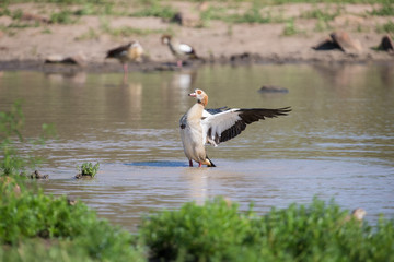 Egyptian goose standing in water flapping wings to dry