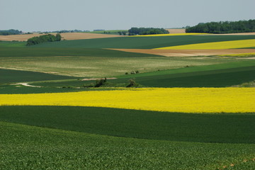 Obraz premium Cultures de colza et de blé,Aisne,Picardie