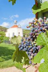 Dresden - Germany - Vine of saxony