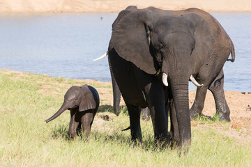 Elephant herd walking over grass after drinking water on hot day