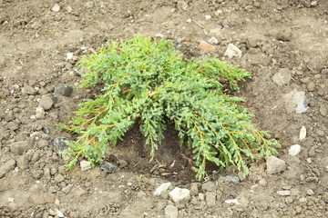 Beautiful spring shrub, outdoors