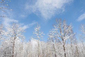 winter trees