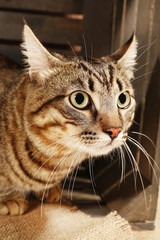 Grey cat in wooden box