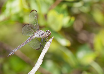 Pale green dragonfly