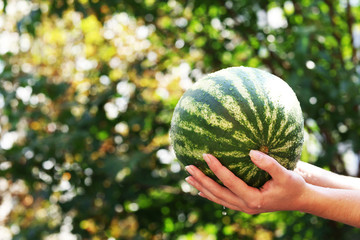 Washing watermelon, outdoors