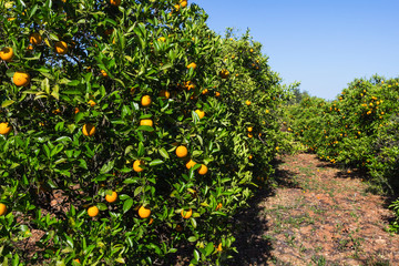 Fototapeta na wymiar Orchard with orange trees