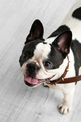 Fototapeta premium Ładny Buldog francuski w pokoju