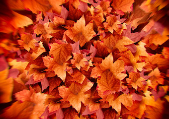 Naklejka na ściany i meble Abstract Autumn background with colorful leaves. Fall color Explosion